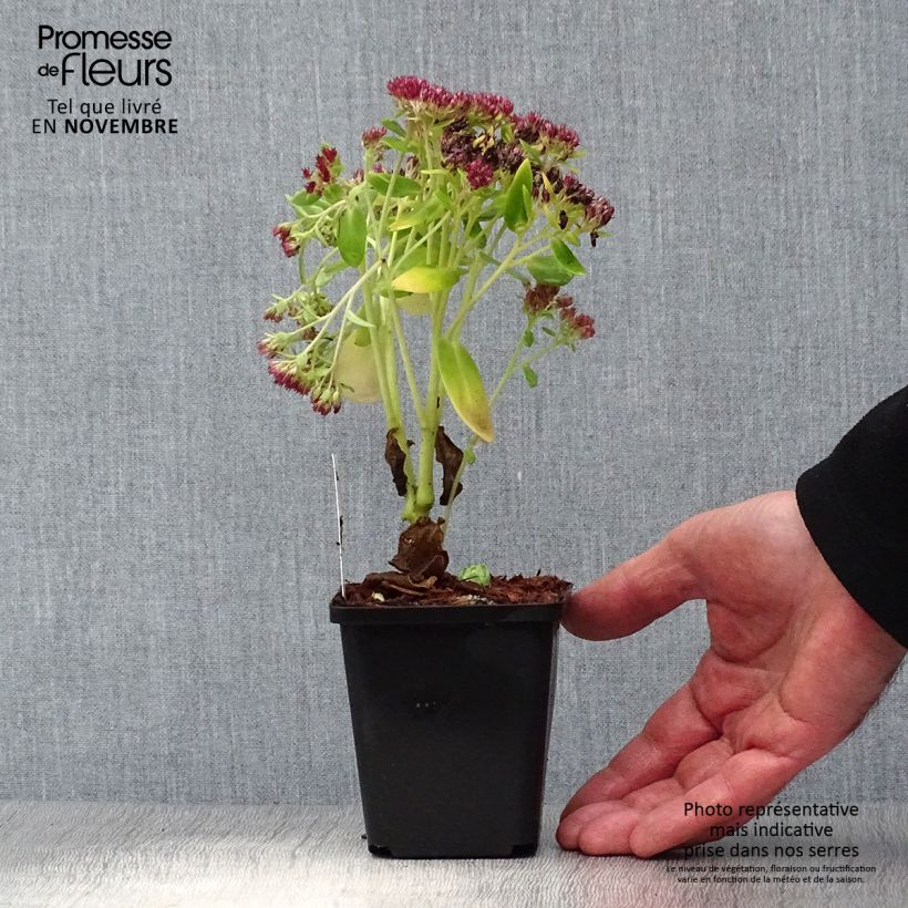 Sedum Herbstfreude - Autumn Stonecrop 8/9 cm pot sample as delivered in autumn
