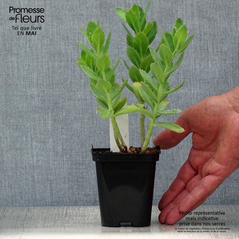 Sedum Herbstfreude - Autumn Stonecrop 8/9 cm pot sample as delivered in spring
