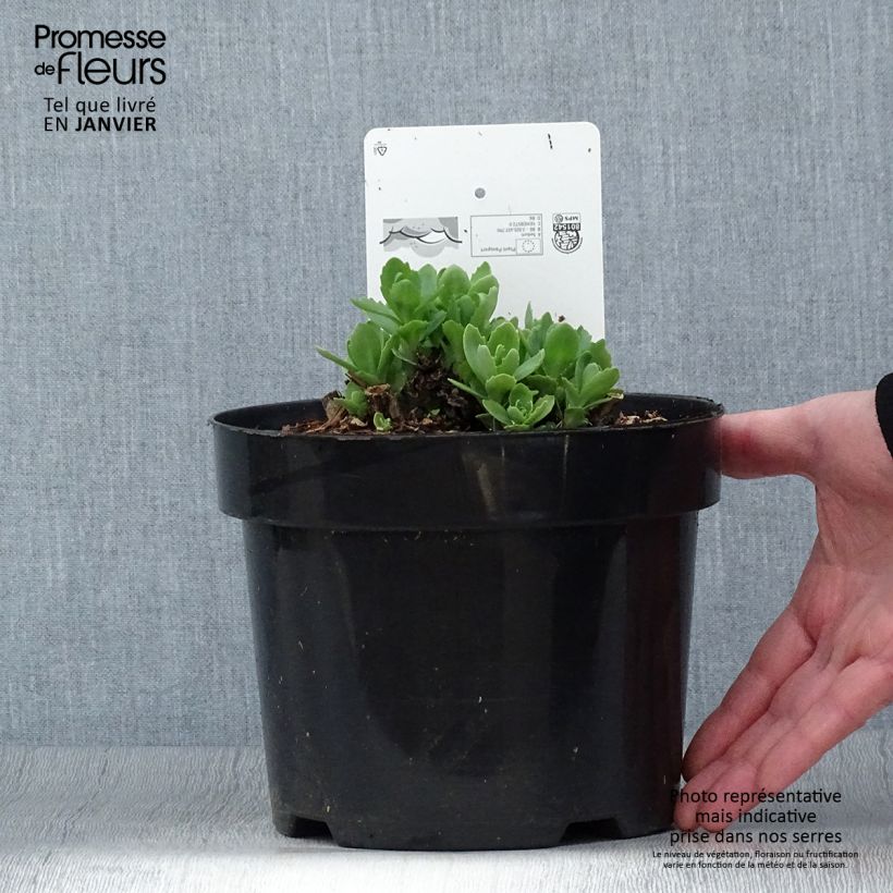 Sedum Herbstfreude - Autumn Stonecrop 3L/4L pot sample as delivered in winter