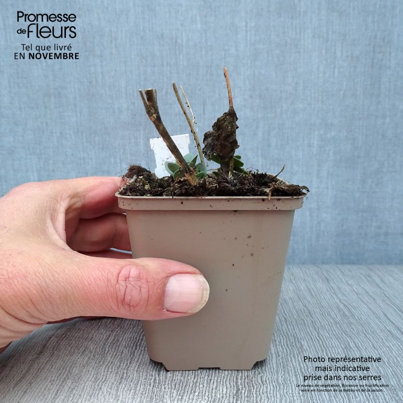 Sedum spectabile Jose Aubergine - Autumn Stonecrop 8/9 cm pot sample as delivered in autumn
