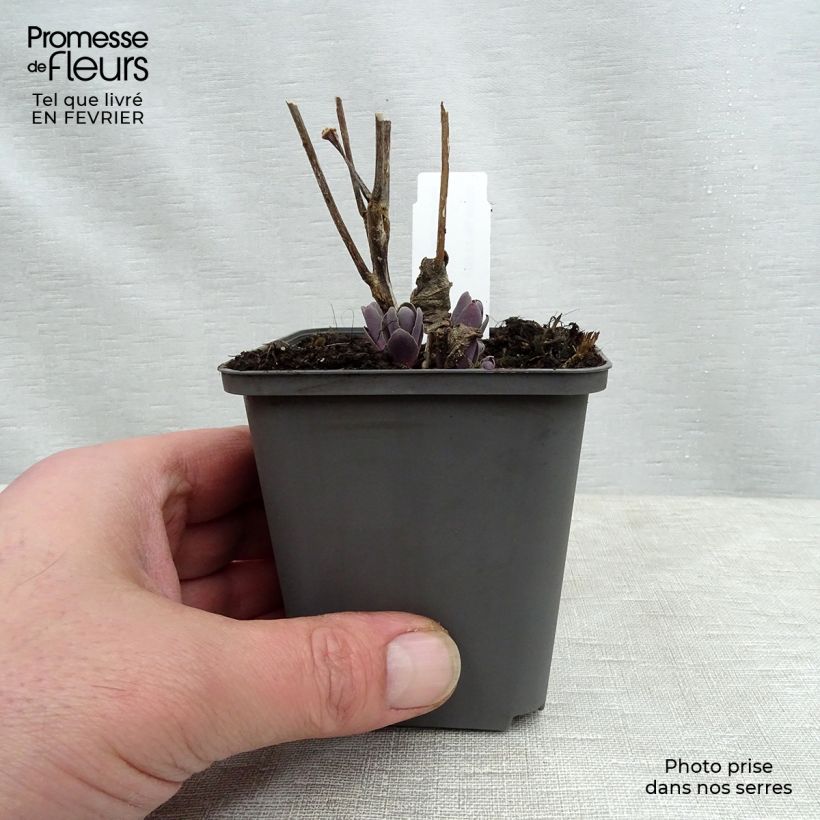 Sedum spectabile Jose Aubergine - Autumn Stonecrop 8/9 cm pot sample as delivered in winter