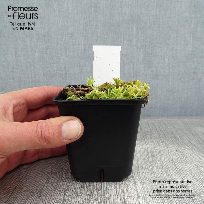 Sedum Lemon Ball - Stonecrop 8/9 cm pot sample as delivered in winter