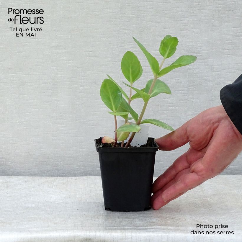 Sedum Matrona - Autumn Stonecrop 8/9 cm pot sample as delivered in spring