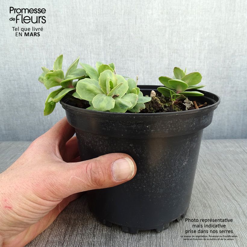 Sedum Matrona - Autumn Stonecrop 2L/3L pot sample as delivered in winter