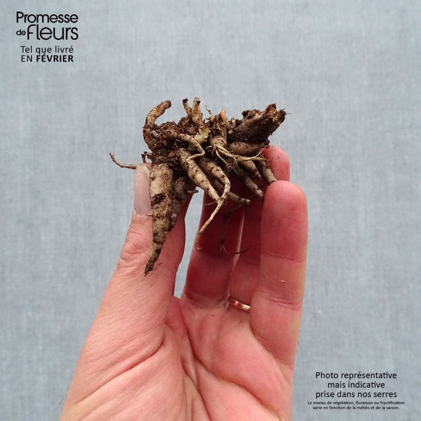Sedum Mojave Jewels Diamond - Stonecrop Bare root sample as delivered in winter