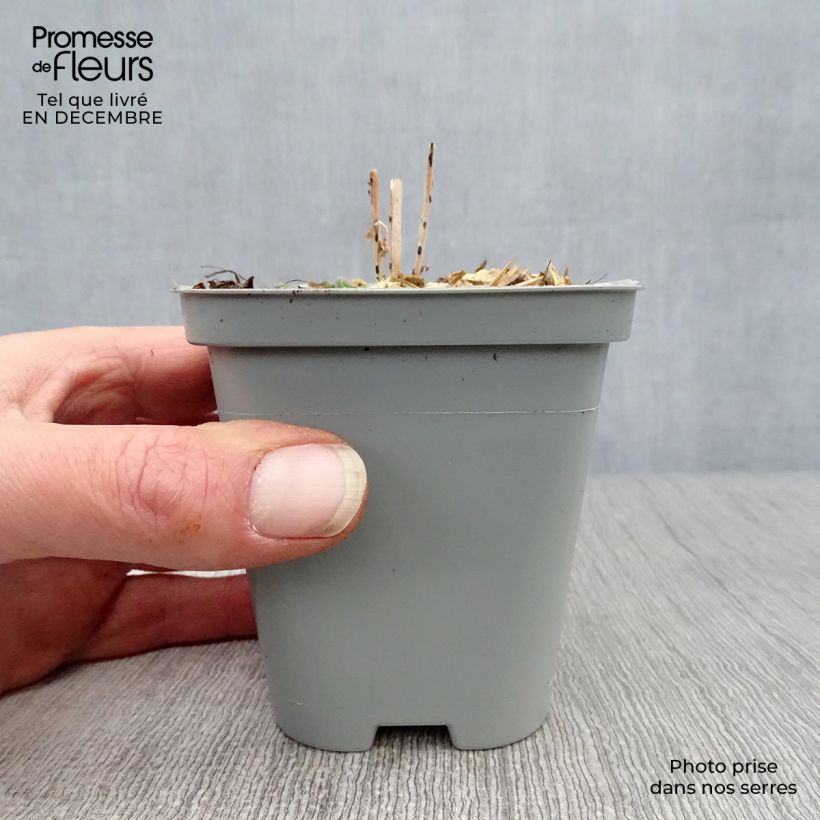 Sedum Mr Goodbud - Autumn Stonecrop 8/9 cm pot sample as delivered in winter