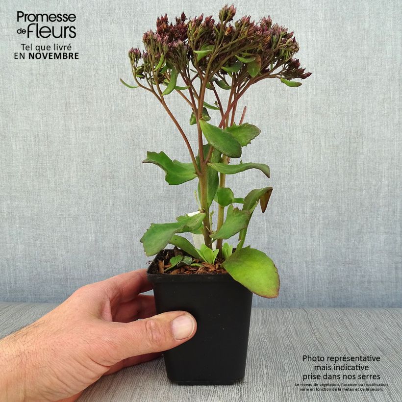 Sedum Mr Goodbud - Autumn Stonecrop 8/9 cm pot sample as delivered in autumn
