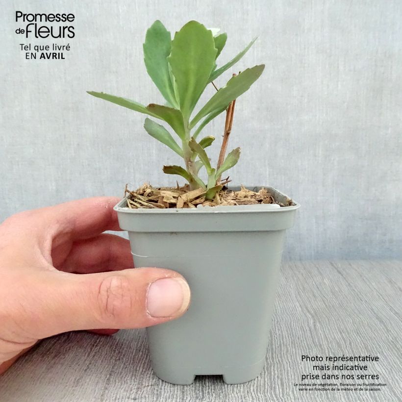 Sedum Mr Goodbud - Autumn Stonecrop 8/9 cm pot sample as delivered in spring