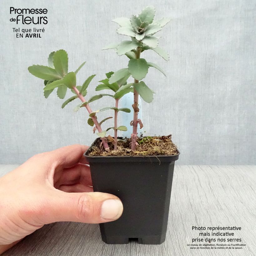 Sedum Red Cauli - Autumn Stonecrop 8/9 cm pot sample as delivered in spring