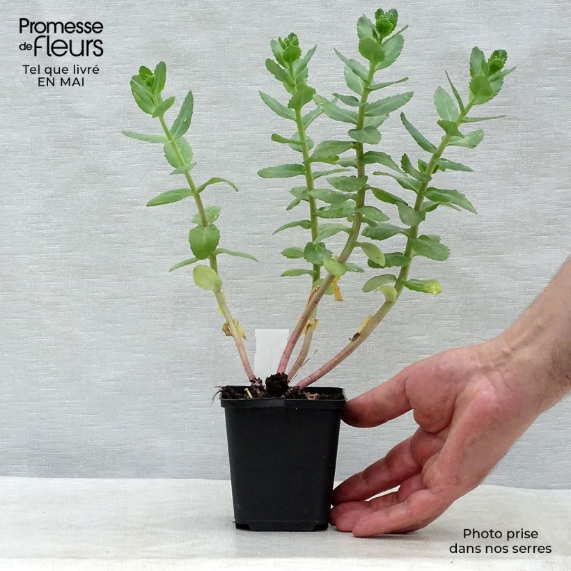 Sedum Stewed Rhubarb Mountain - Stonecrop 8/9 cm pot sample as delivered in spring