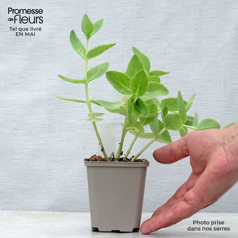 Sedum Sunkissed - Autumn Stonecrop 8/9 cm pot sample as delivered in spring