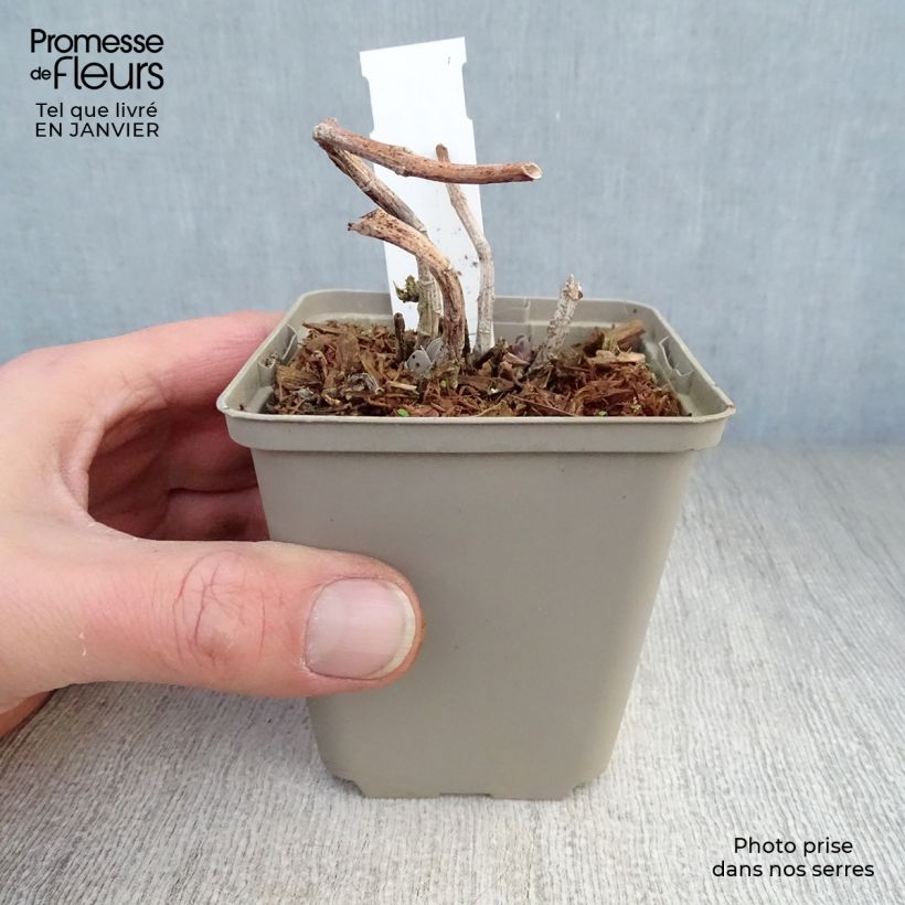 Sedum Sunkissed - Autumn Stonecrop 8/9 cm pot sample as delivered in winter