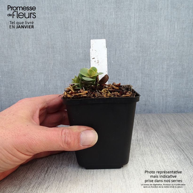 Sedum SunSparkler Blue Pearl - Stonecrop 8/9 cm pot sample as delivered in winter