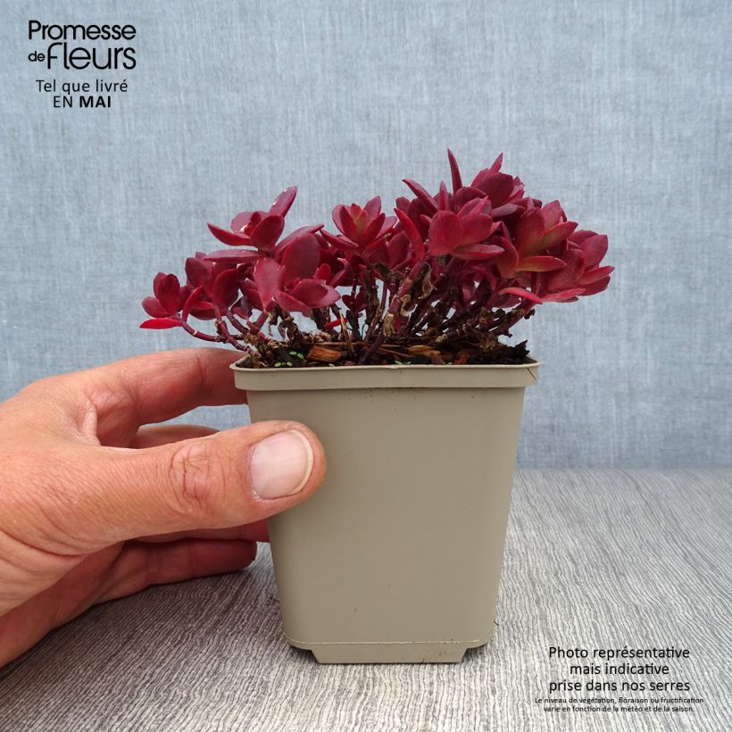 Sedum SunSparkler Cherry Tart - Stonecrop 8/9 cm pot sample as delivered in spring