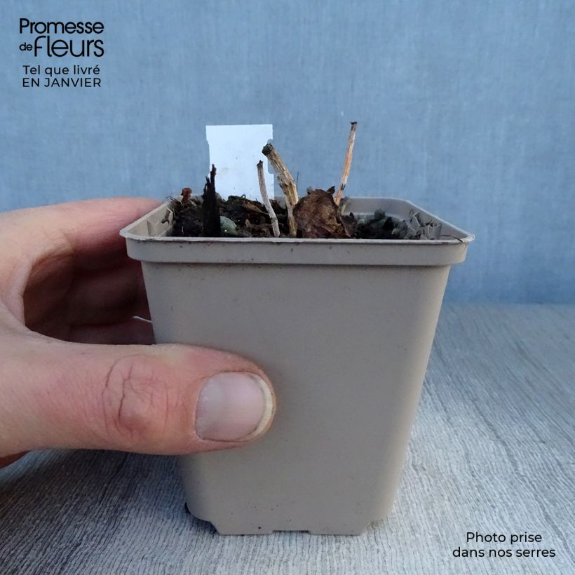 Sedum Sunsparkler Dazzleberry - Stonecrop 8/9 cm pot sample as delivered in winter