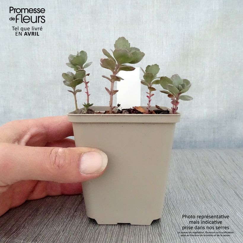 Sedum Sunsparkler Dazzleberry - Stonecrop 8/9 cm pot sample as delivered in spring