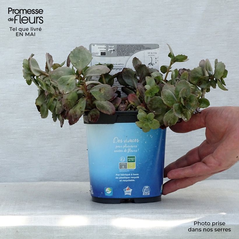 Sedum Sunsparkler Dazzleberry - Stonecrop 2L/3L pot sample as delivered in spring