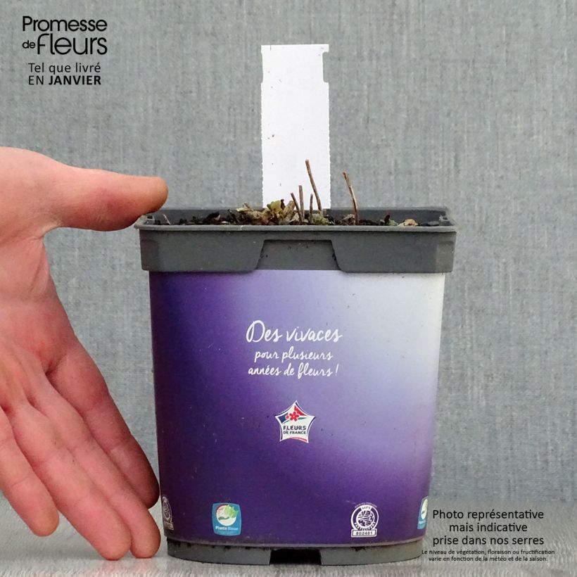 Sedum Sunsparkler Dazzleberry - Stonecrop 2L/3L pot sample as delivered in winter