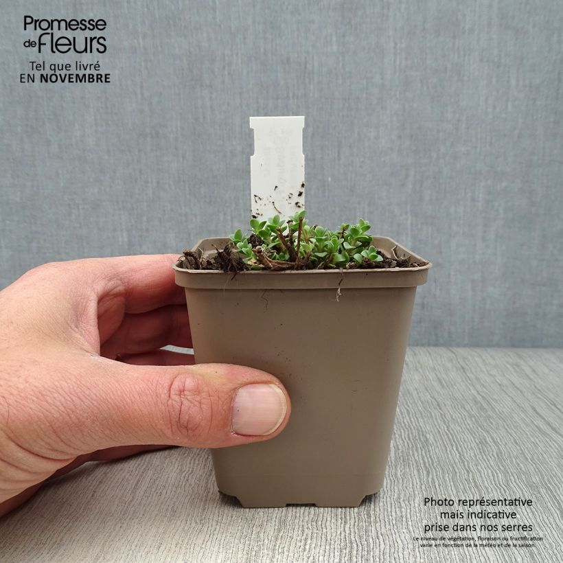 Sedum SunSparkler Firecracker - Stonecrop 8/9 cm pot sample as delivered in autumn