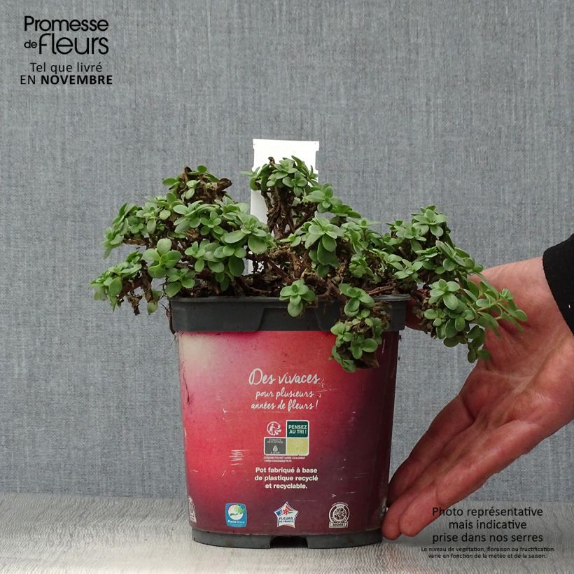 Sedum SunSparkler Firecracker - Stonecrop 1.5L/2L pot sample as delivered in autumn