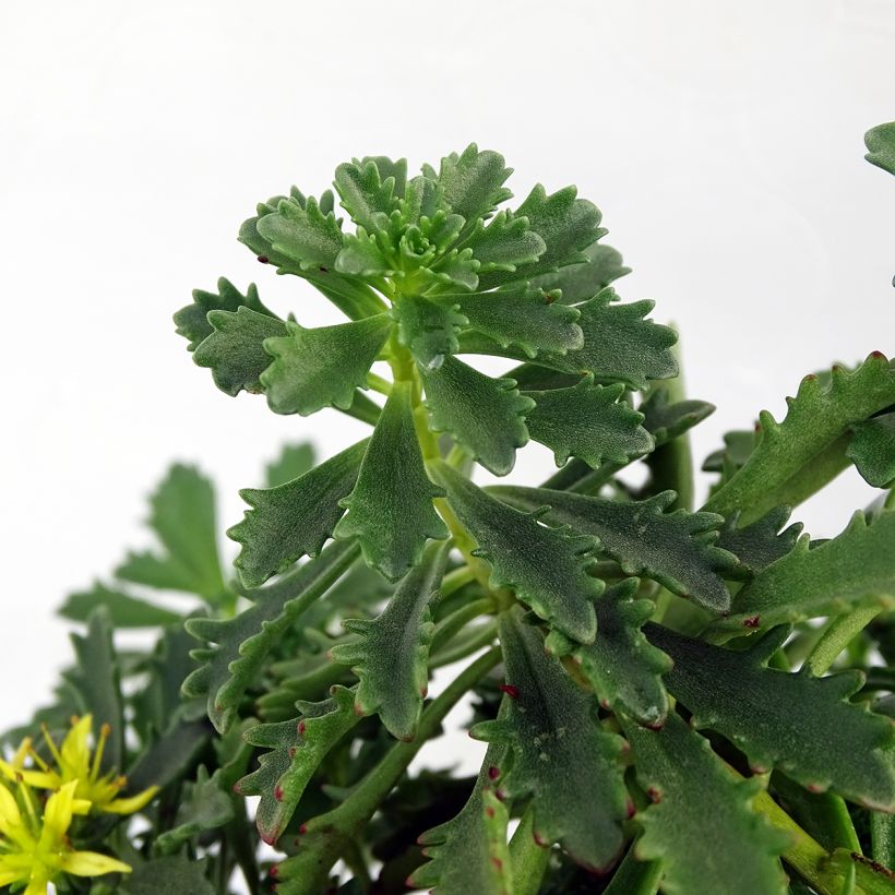 Sedum Sunsparkler Lime Zinger - Stonecrop (Foliage)