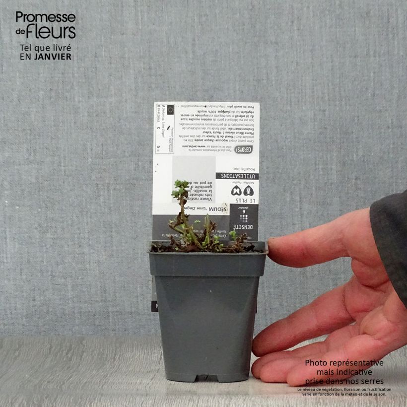 Sedum Sunsparkler Lime Zinger - Stonecrop 8/9 cm pot sample as delivered in winter