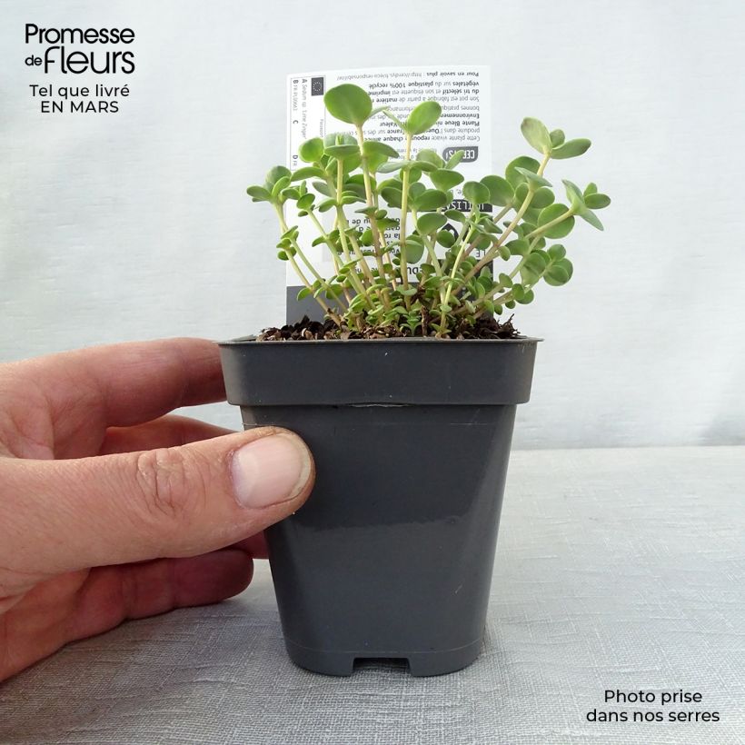 Sedum Sunsparkler Lime Zinger - Stonecrop 8/9 cm pot sample as delivered in spring