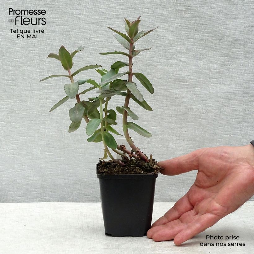 Sedum spectabile Twinkling Star - Autumn Stonecrop 8/9 cm pot sample as delivered in spring