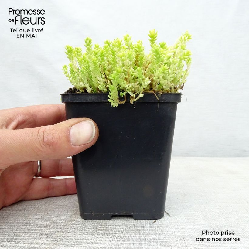 Sedum acre Yellow Queen - Stonecrop 8/9 cm pot sample as delivered in spring