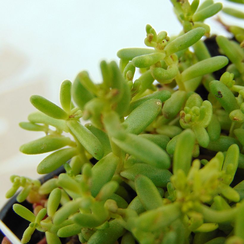 Sedum album Coral Carpet - Stonecrop (Foliage)