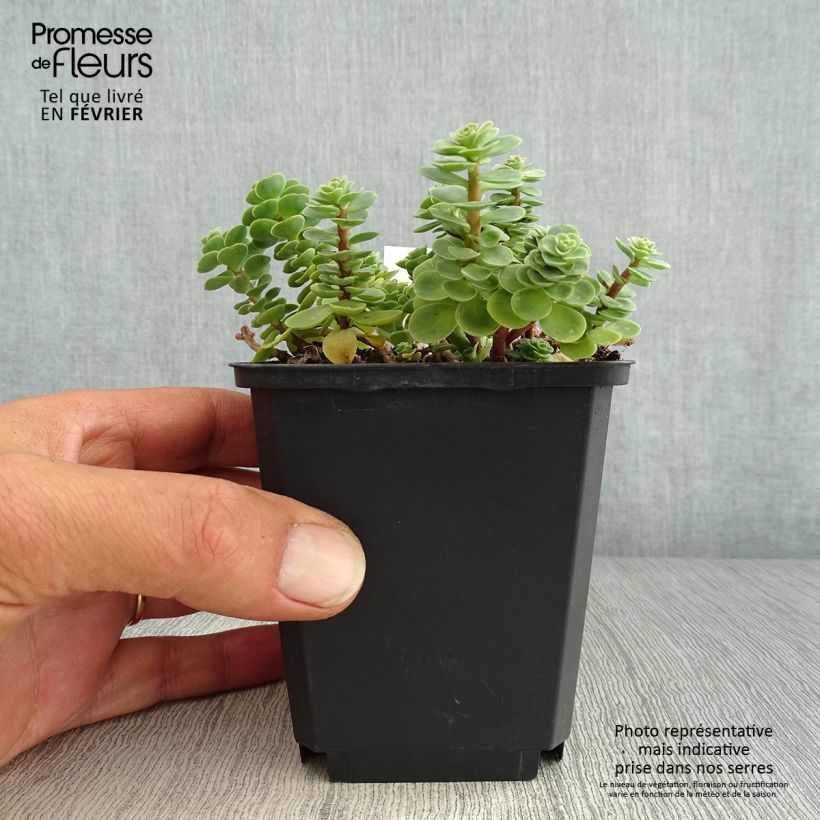 Sedum anacampseros 8/9 cm pot sample as delivered in autumn