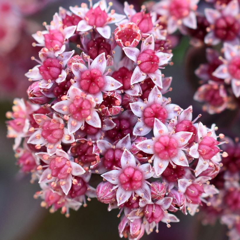 Sedum cauticola Robustum - Stonecrop (Flowering)