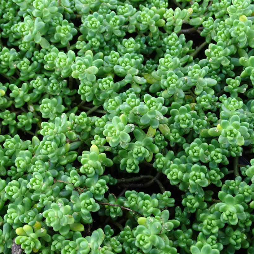 Sedum divergens  (Foliage)