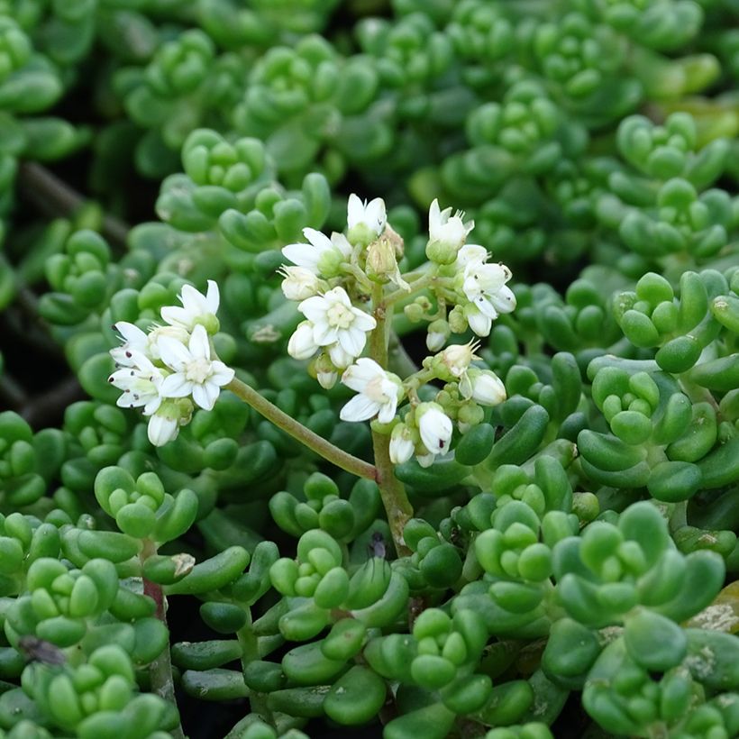 Sedum divergens  (Flowering)
