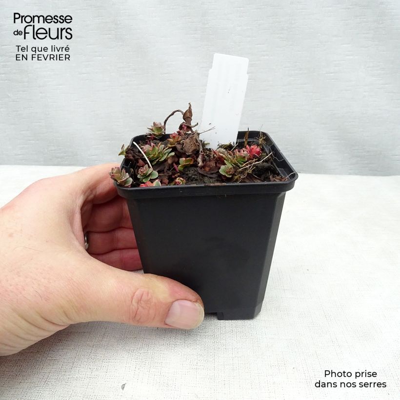 Sedum kamtschaticum Variegatum - Stonecrop 8/9 cm pot sample as delivered in winter