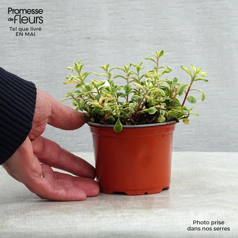 Sedum kamtschaticum Variegatum - Stonecrop 8/9 cm pot sample as delivered in spring