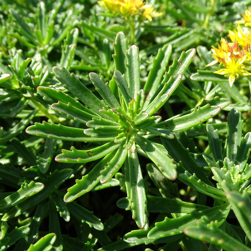 Sedum kamtschaticum var. middendorffianum var. middendorffianum (Foliage)
