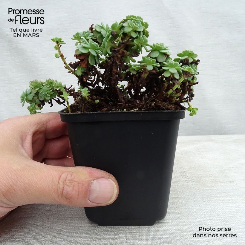 Sedum pachyclados - Stonecrop 8/9 cm pot sample as delivered in winter
