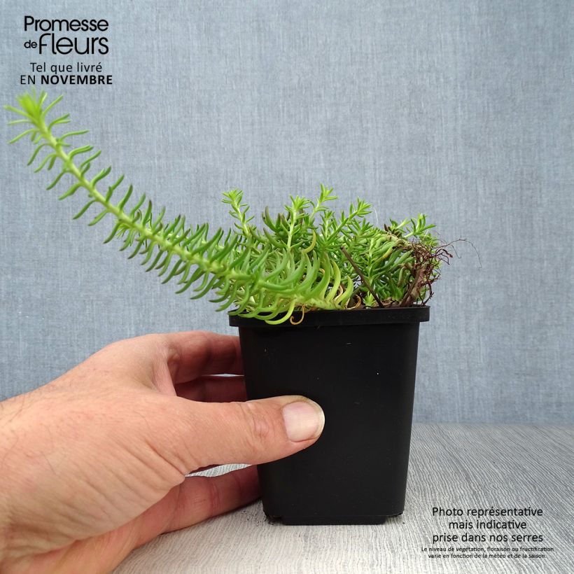 Sedum reflexum Angelina - Stonecrop 8/9 cm pot sample as delivered in autumn
