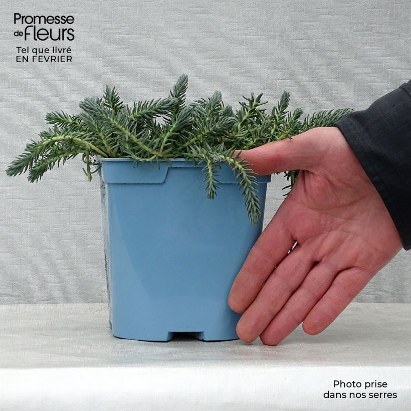 Sedum reflexum Blue Spruce - Stonecrop 2L/3L pot sample as delivered in winter