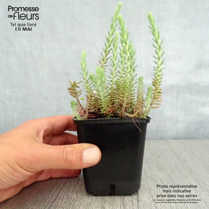 Sedum reflexum - Stonecrop 8/9 cm pot sample as delivered in spring