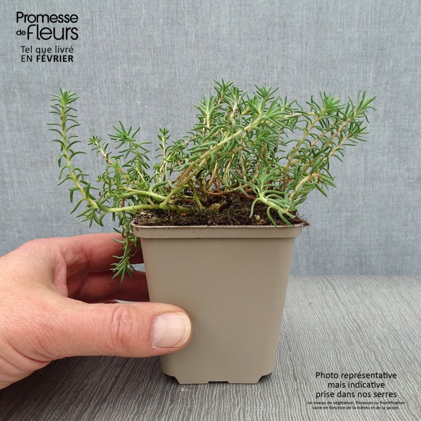 Sedum reflexum - Stonecrop 8/9 cm pot sample as delivered in winter