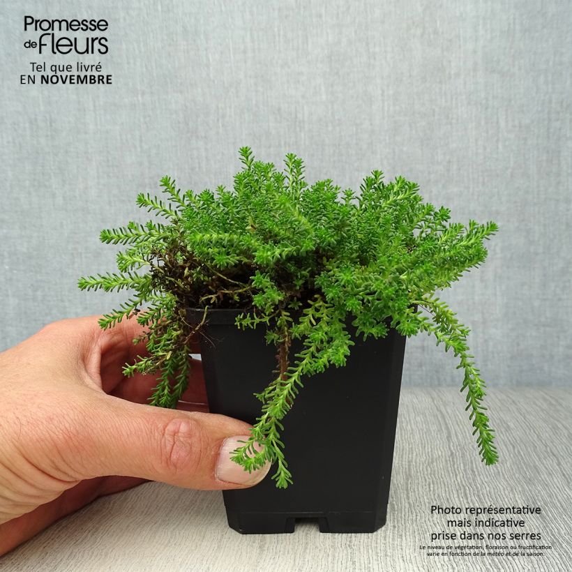 Sedum sexangulare - Stonecrop 8/9 cm pot sample as delivered in autumn