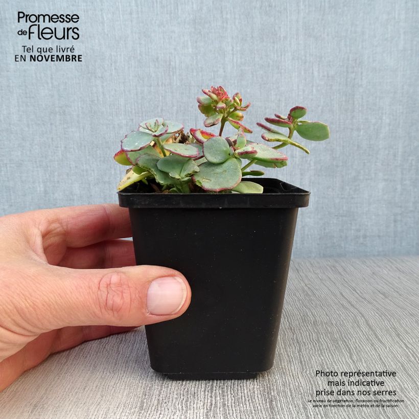 Sedum sieboldii - Stonecrop 8/9 cm pot sample as delivered in autumn