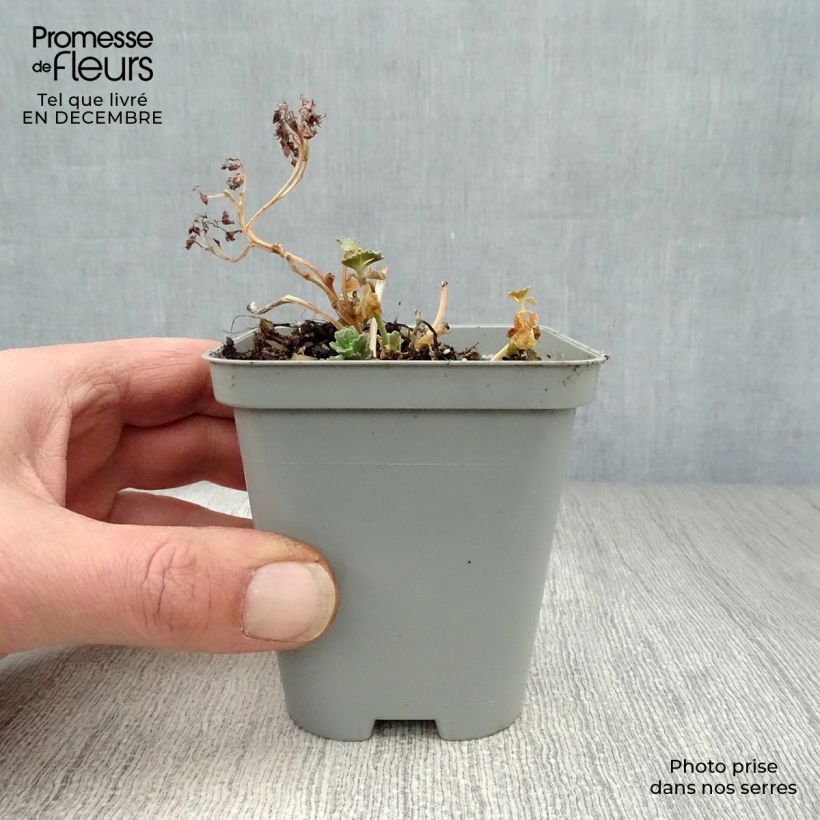 Sedum sieboldii - Stonecrop 8/9 cm pot sample as delivered in winter