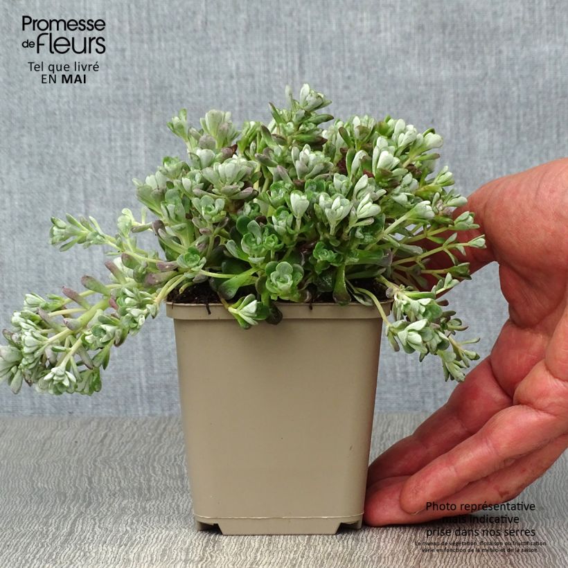 Sedum spathulifolium Cape Blanco - Stonecrop 8/9 cm pot sample as delivered in spring
