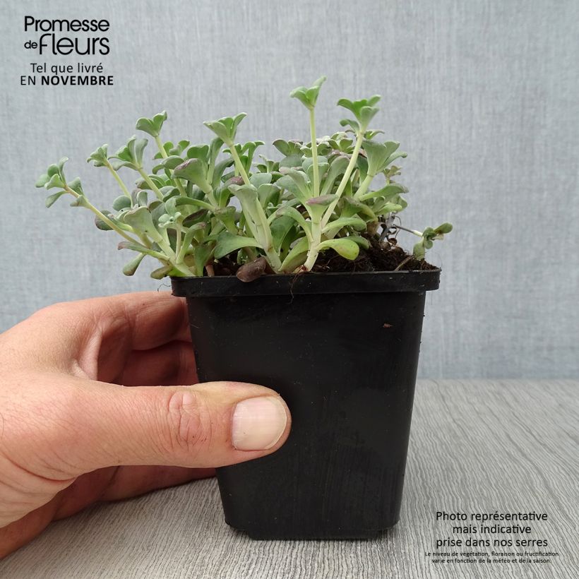 Sedum spathulifolium Purpureum - Stonecrop 8/9 cm pot sample as delivered in autumn