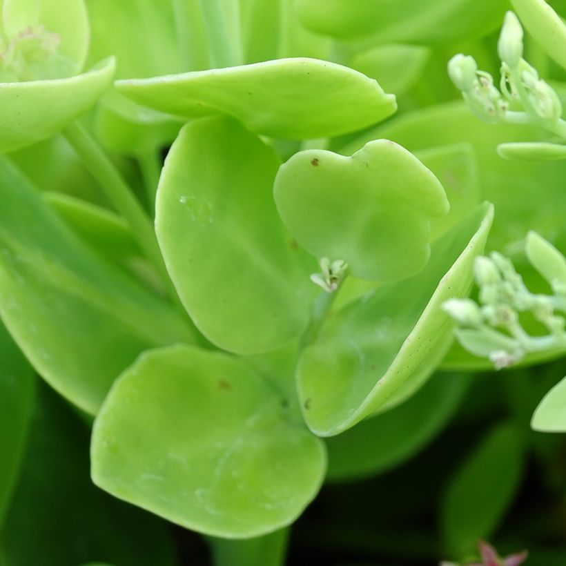 Sedum spectabile Brilliant - Autumn Stonecrop (Foliage)
