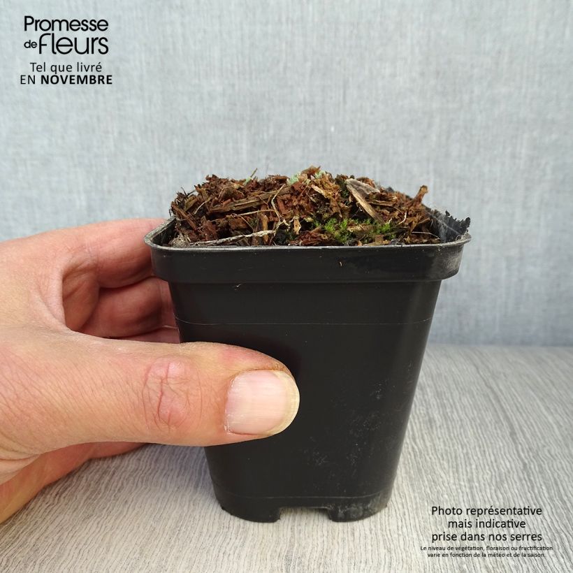 Sedum spectabile Carl - Autumn Stonecrop 8/9 cm pot sample as delivered in autumn