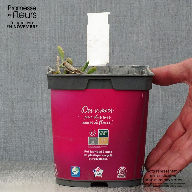 Sedum spectabile Carl - Autumn Stonecrop 2L/3L pot sample as delivered in autumn